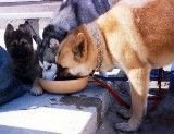Dogs at ranch