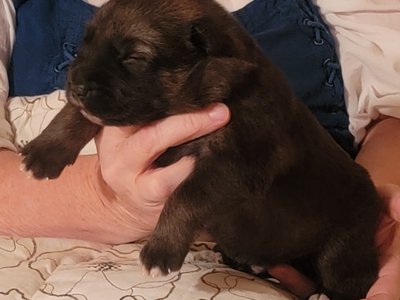 PLBlackCollarPupjpg