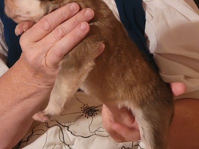 PLNoCollar3.jpg