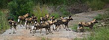 220px-Wild_Dog_Kruger_National_Park_South_Africa