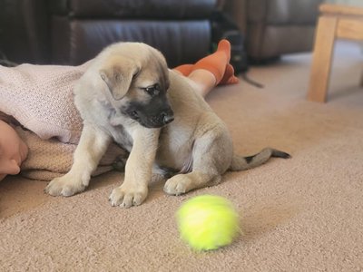 Ancho and his Ball