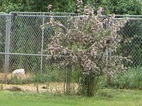 Apple Tree.jpg