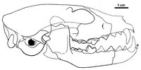 Leptocyon skull