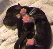 Puppy Breeding Dog Page