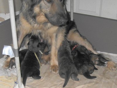 autumnandpups14daysold