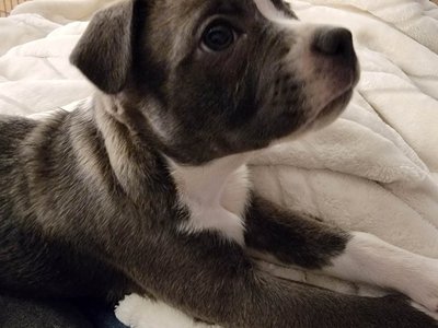 boston beth pup