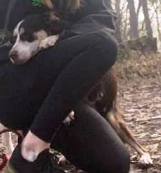 boston beth reno momma dog kelpie aussie mix