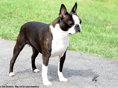 boston terrier female