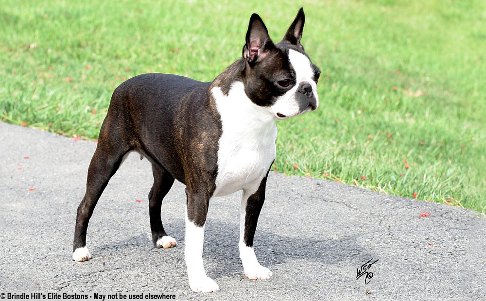 boston terrier female
