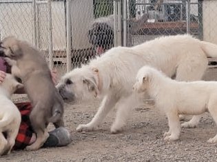chibi and stranger with pups