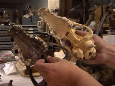 dire wolf vs gray wolf skull