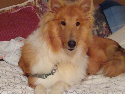 rough collie puppies for sale australia