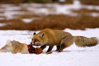 red fox eating hare