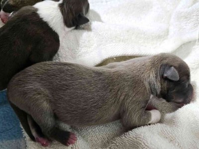 reno pups liver silver