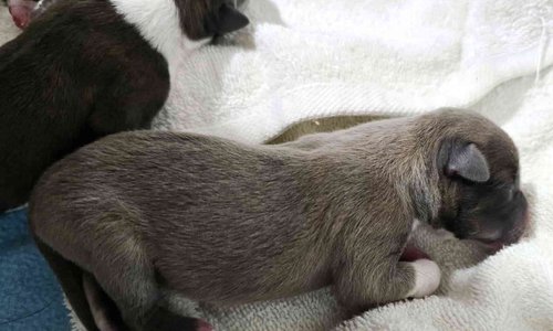reno pups liver silver
