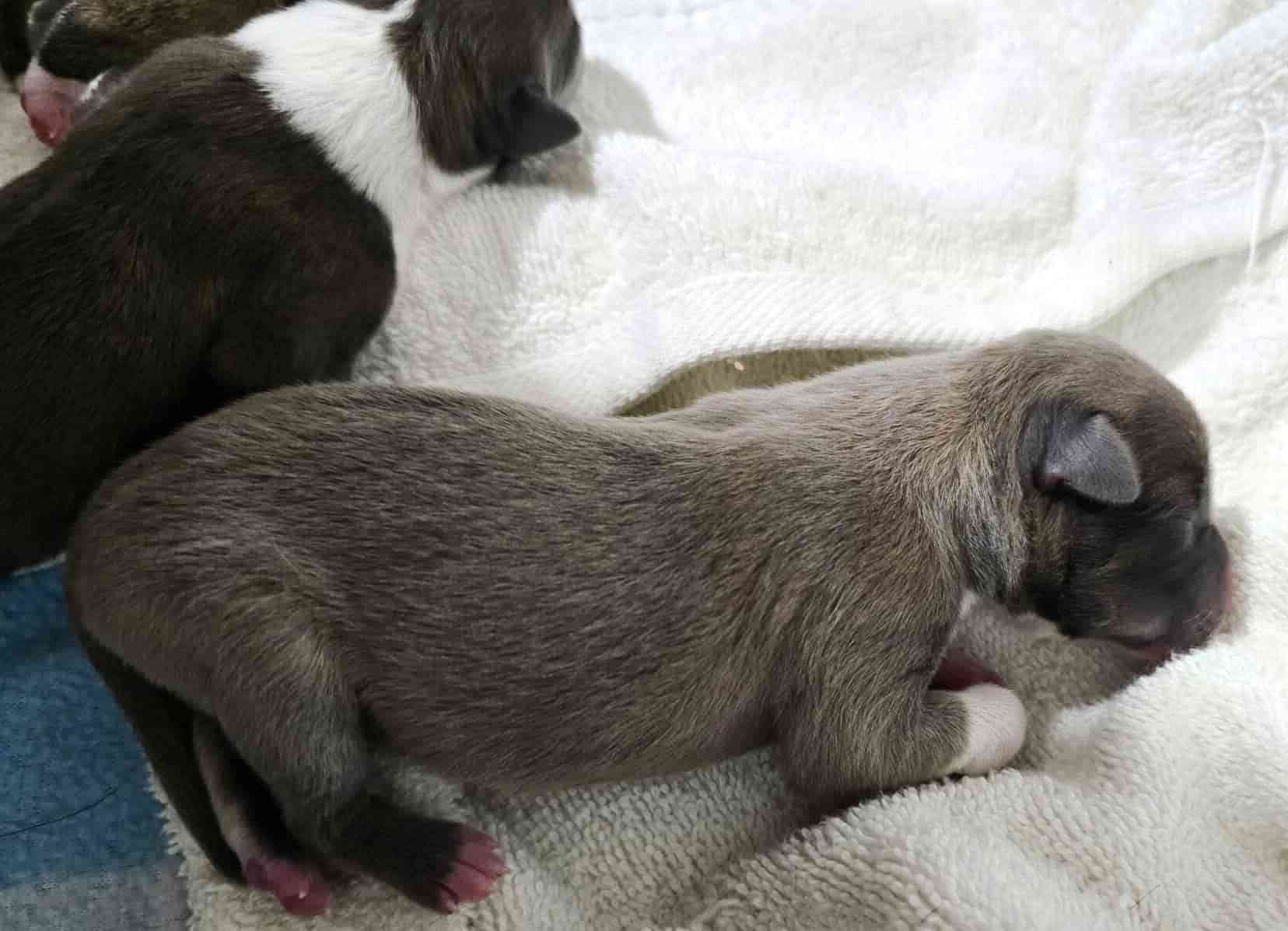 reno pups liver silver
