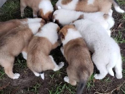 tammies collie pups