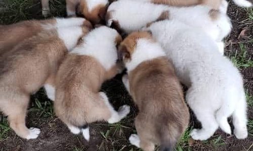 tammies collie pups